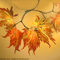 Buy canvas prints of Autumn Acer Leaves  by Alison Chambers