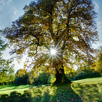 Buy canvas prints of Starburst Autumn Tree Cannon Hall by Alison Chambers