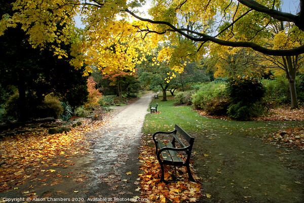 Autumn in Sheffield Botanical Gardens  Picture Board by Alison Chambers