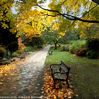 Buy canvas prints of Autumn in Sheffield Botanical Gardens  by Alison Chambers