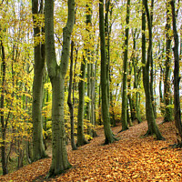 Buy canvas prints of Beech Trees at Marsh Brook Woods by Alison Chambers