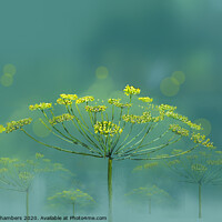Buy canvas prints of Wild Fennel by Alison Chambers