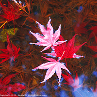 Buy canvas prints of Floating Leaves by Alison Chambers