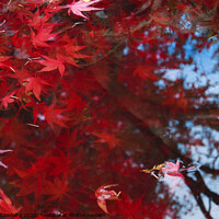 Buy canvas prints of Acer Leaves in a Pond  by Alison Chambers