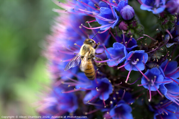 Bee On Echium Picture Board by Alison Chambers