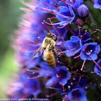 Buy canvas prints of Bee On Echium by Alison Chambers
