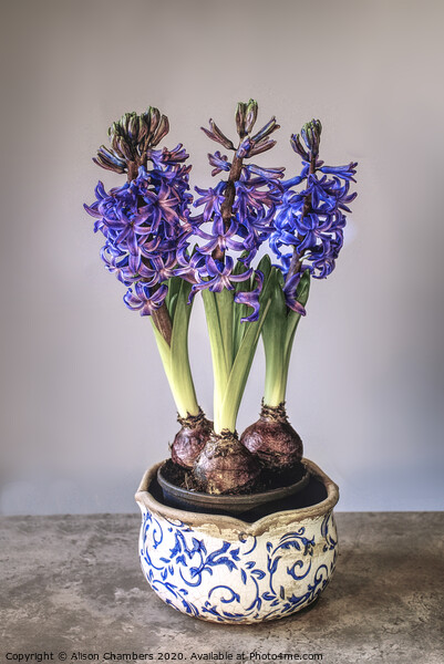 Bowl of Hyacinths  Picture Board by Alison Chambers