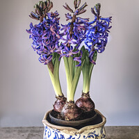 Buy canvas prints of Bowl of Hyacinths  by Alison Chambers