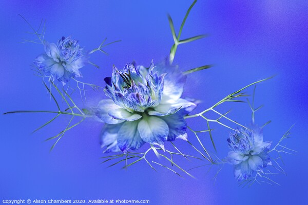 Love-in-a-Mist Picture Board by Alison Chambers