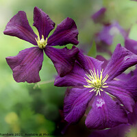 Buy canvas prints of Late Summer Clematis  by Alison Chambers