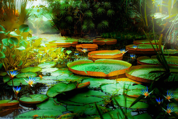 Jungle Lagoon Lily Pads Picture Board by Alison Chambers