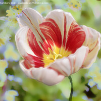 Buy canvas prints of Spring Tulip by Alison Chambers