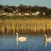 Buy canvas prints of  Wombwell Ings by Alison Chambers