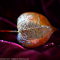 Buy canvas prints of Sparkling Physalis by Alison Chambers