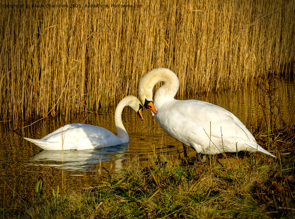 Swans in Love Picture Board by Alison Chambers