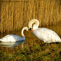 Buy canvas prints of Swans in Love by Alison Chambers