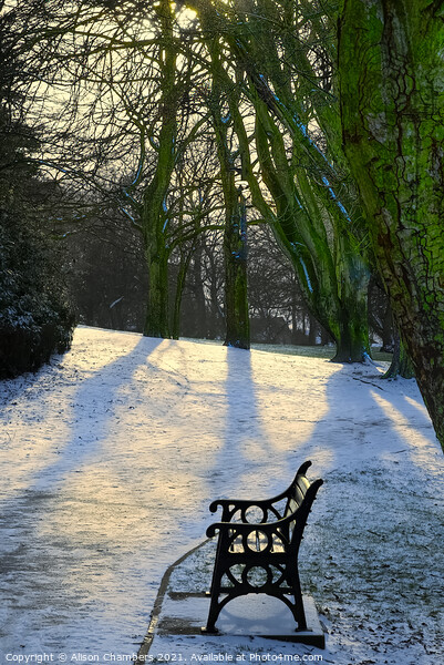 Winter Sun at Locke Park Picture Board by Alison Chambers