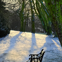 Buy canvas prints of Winter Sun at Locke Park by Alison Chambers