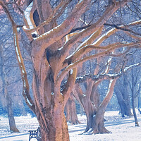 Buy canvas prints of Winter Trees at Locke Park by Alison Chambers
