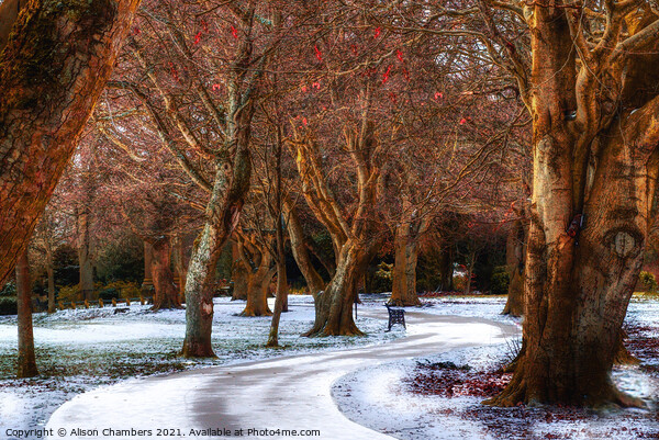 Snow Covered Path At Locke Park Picture Board by Alison Chambers