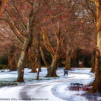 Buy canvas prints of Snow Covered Path At Locke Park by Alison Chambers