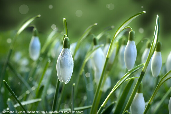 Dainty Snowdrops Canvas Print by Alison Chambers