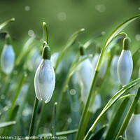 Buy canvas prints of Dainty Snowdrops by Alison Chambers