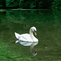 Buy canvas prints of Elegant Swan Youlgreave by Alison Chambers