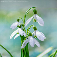 Buy canvas prints of Pretty Snowdrops by Alison Chambers