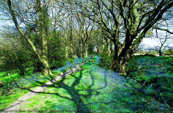 Horn Wood Bluebells  Picture Board by Alison Chambers