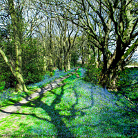 Buy canvas prints of Horn Wood Bluebells  by Alison Chambers