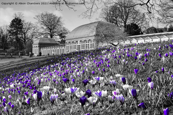 Early Spring At Sheffield Botanical Gardens  Picture Board by Alison Chambers