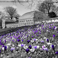 Buy canvas prints of Early Spring At Sheffield Botanical Gardens  by Alison Chambers