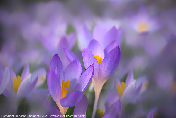 Crocus Glow Picture Board by Alison Chambers