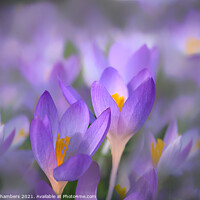 Buy canvas prints of Crocus Glow by Alison Chambers