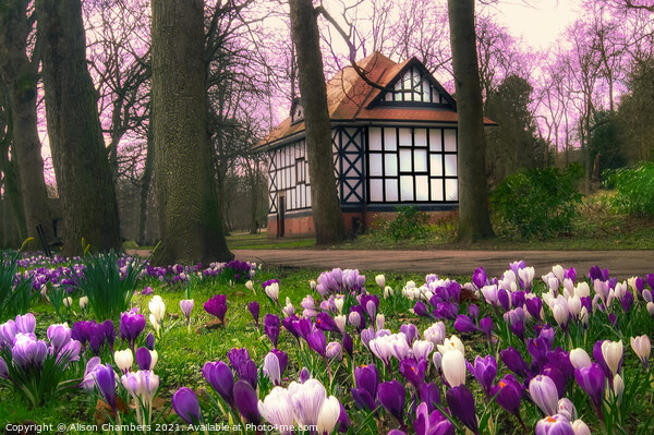 Crocuses at Thornes Park in Wakefield  Picture Board by Alison Chambers