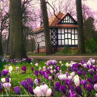 Buy canvas prints of Crocuses at Thornes Park in Wakefield  by Alison Chambers