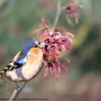 Buy canvas prints of Chaffinch on Witch Hazel Tree by Alison Chambers