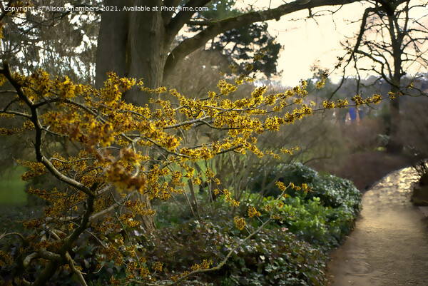 Witch Hazel in Sheffield Botanical Gardens  Picture Board by Alison Chambers
