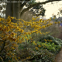 Buy canvas prints of Witch Hazel in Sheffield Botanical Gardens  by Alison Chambers