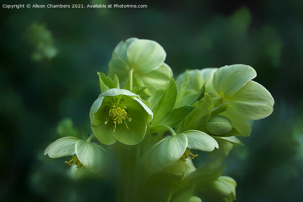 Green Hellebores  Picture Board by Alison Chambers
