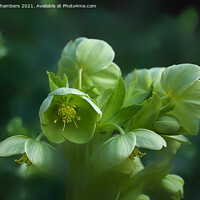 Buy canvas prints of Green Hellebores  by Alison Chambers