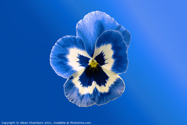  Blue Pansy Picture Board by Alison Chambers