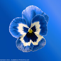 Buy canvas prints of  Blue Pansy by Alison Chambers