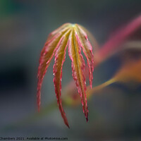 Buy canvas prints of Springtime Acer Leaf by Alison Chambers