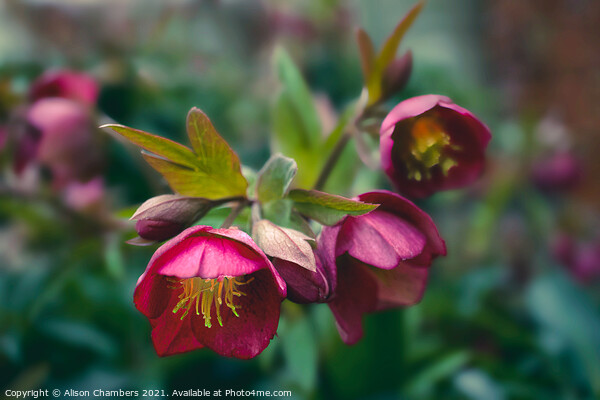 Hellebore Winter Jewels Picture Board by Alison Chambers