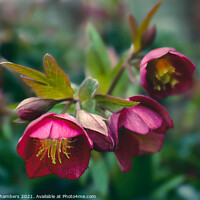 Buy canvas prints of Hellebore Winter Jewels by Alison Chambers