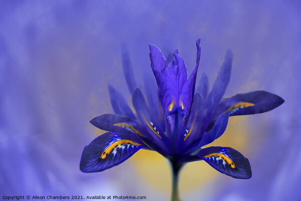 Iris Flower Picture Board by Alison Chambers