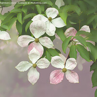 Buy canvas prints of Cornus Kousa Flowers by Alison Chambers