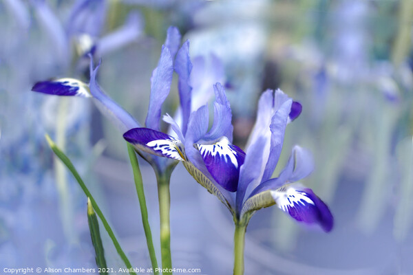 Dreamy Irises  Picture Board by Alison Chambers